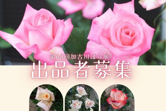 第68回加古川ばら展　出品者募集
