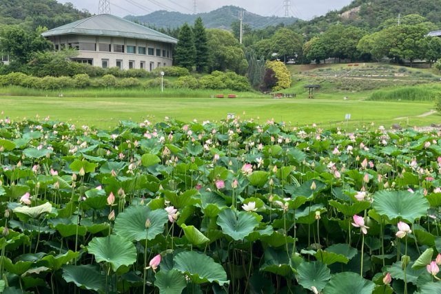 蓮の花